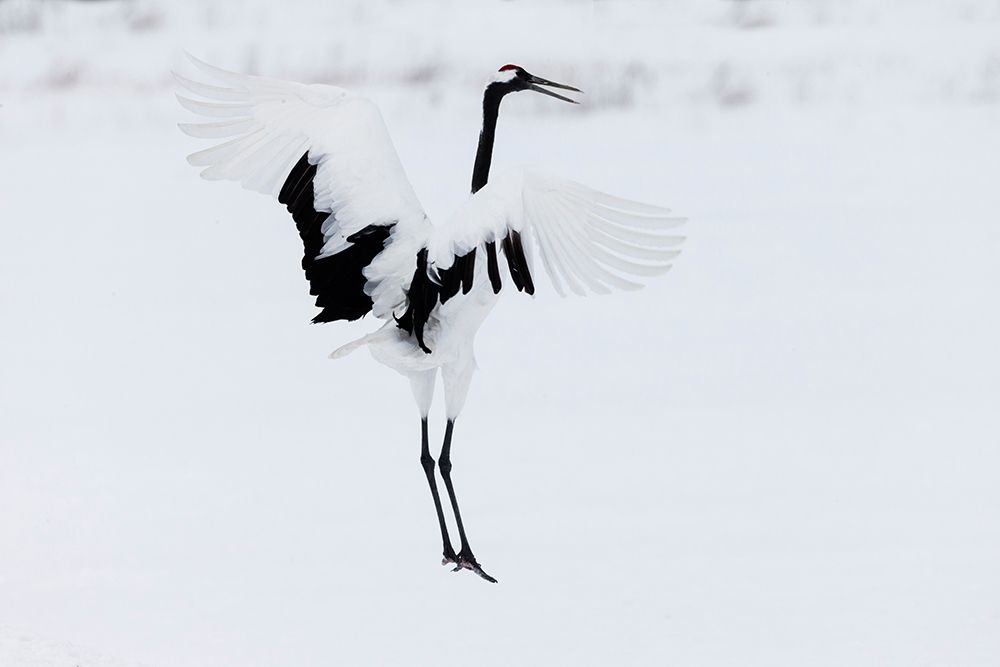 Japan-Hokkaido-Kushiro A red-crowned crane assumes elegant positions during its courtship dance art print by Ellen Goff for $57.95 CAD